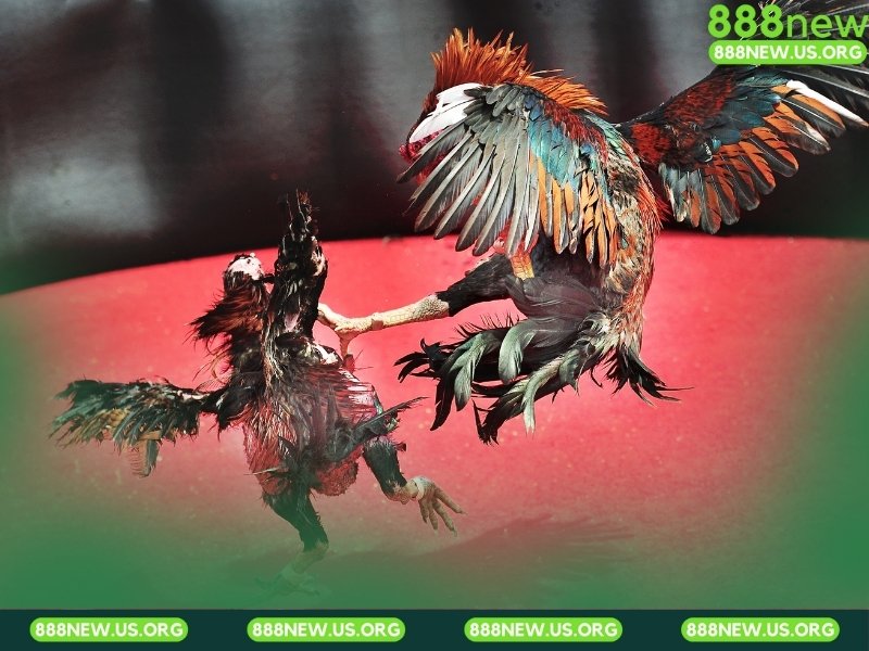 Sảnh Đá gà 67 chuyên về các trận cựa sắt Thomo đỉnh cao.